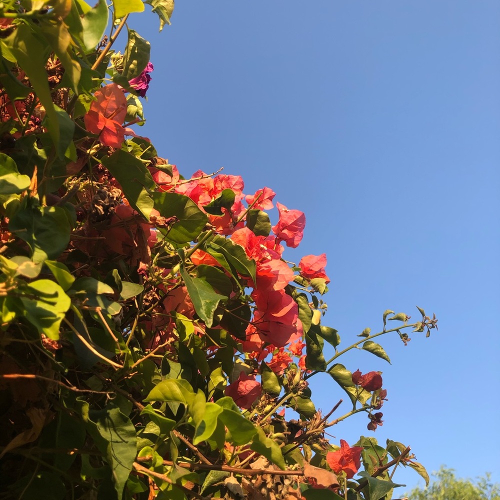 Meet your Posher, Beyonce